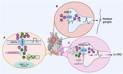 The role of acid sensing ion channels in the cardiovascular function